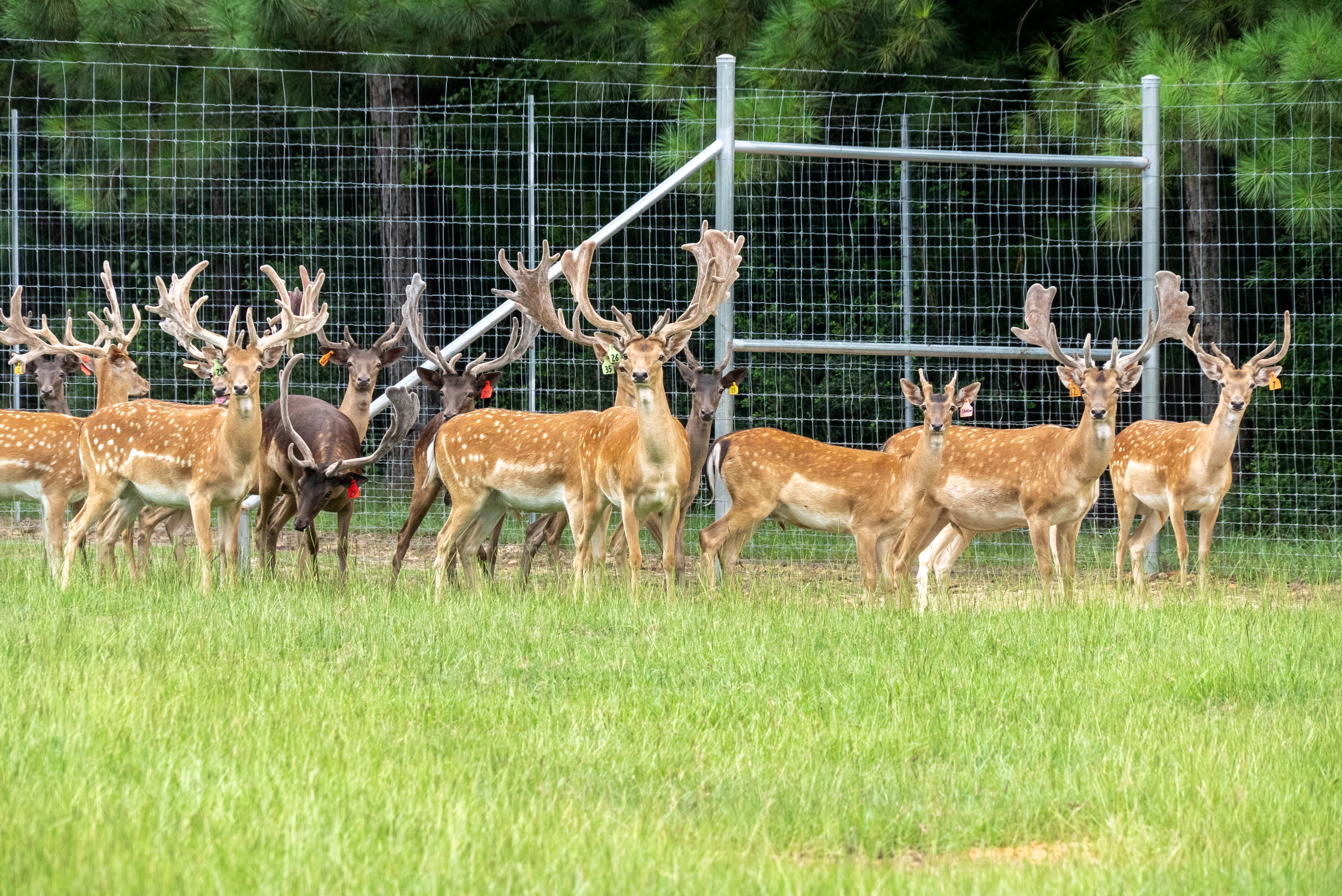 Fallow Deer