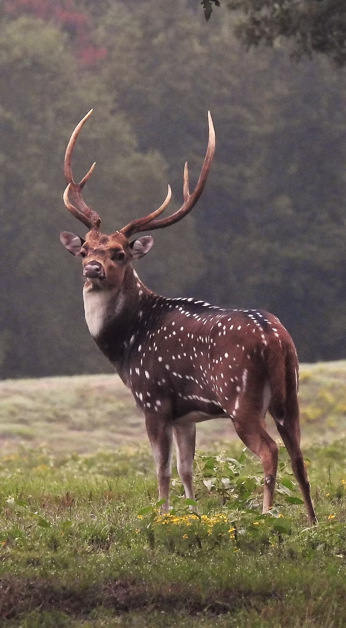 Axis Trophy #2 (AVIF)