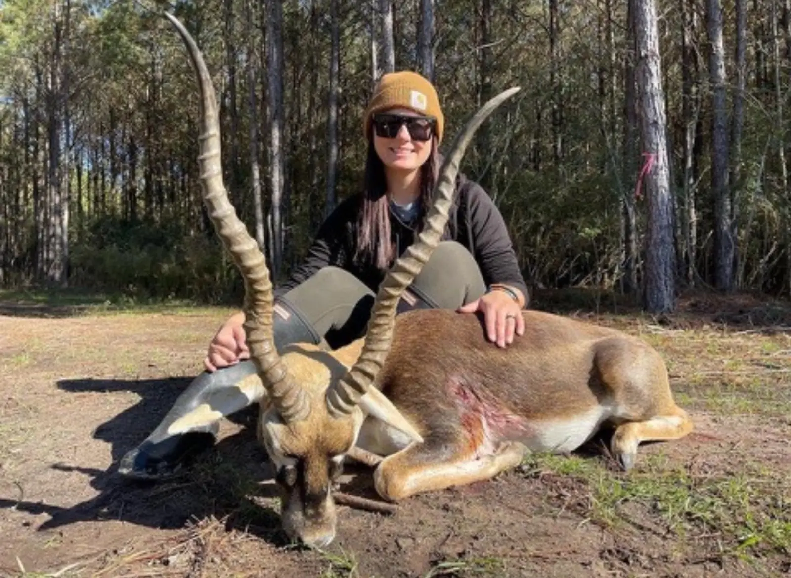 Blackbuck Antelope