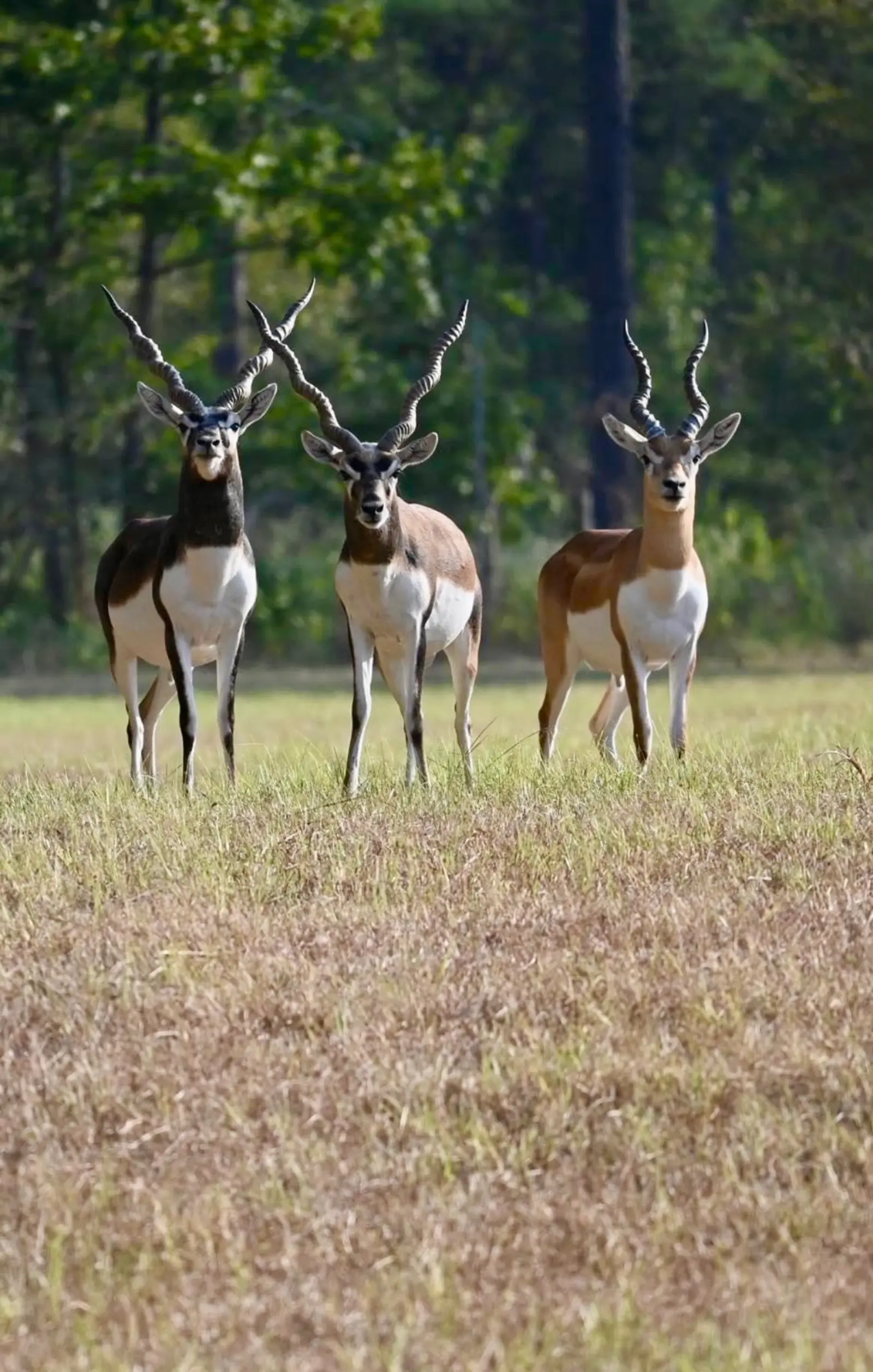Blackbuck 4